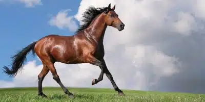 El aparato reproductor de los caballos
