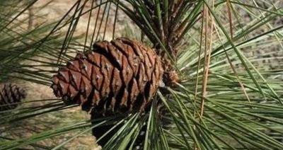 ¿Cómo se reproducen las plantas coníferas?