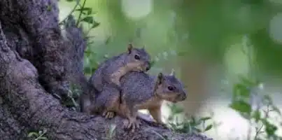 Cómo se reproducen las ardillas