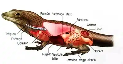 Aparato reproductor de los reptiles