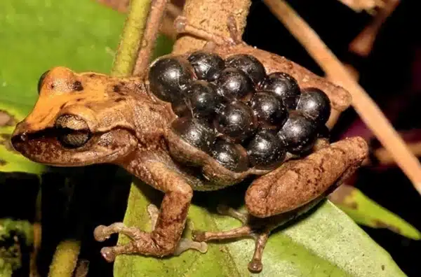 como-se-reproducen-los-anfibios