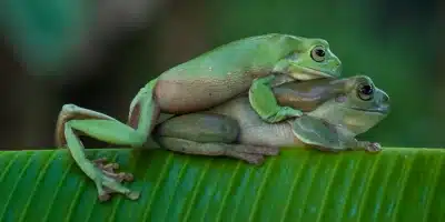 Como se reproducen los anfibios