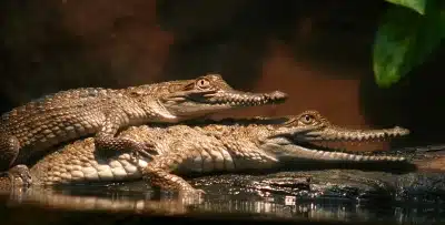 Cómo se reproduce el cocodrilo