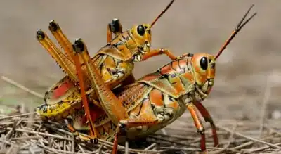Como se reproducen los insectos