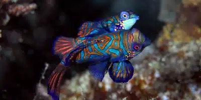 Cómo se reproducen los peces