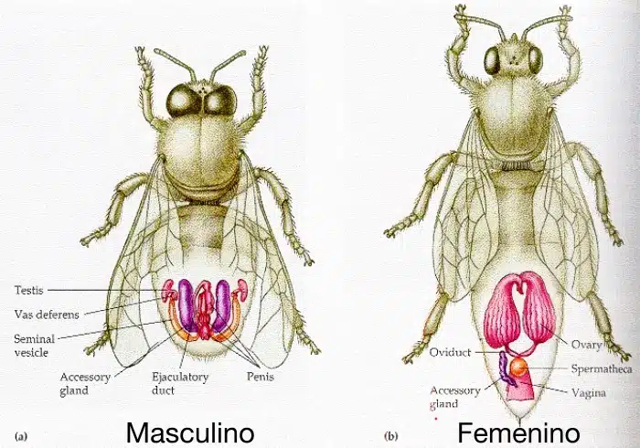 como se reproducen los insectos