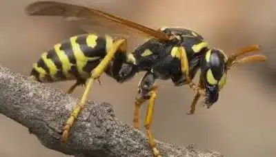 Cómo se reproducen las avispas