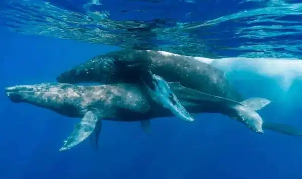 ballenas apareandose
