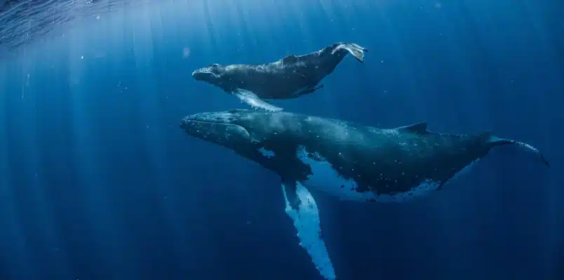 Ciclo vital de las ballenas